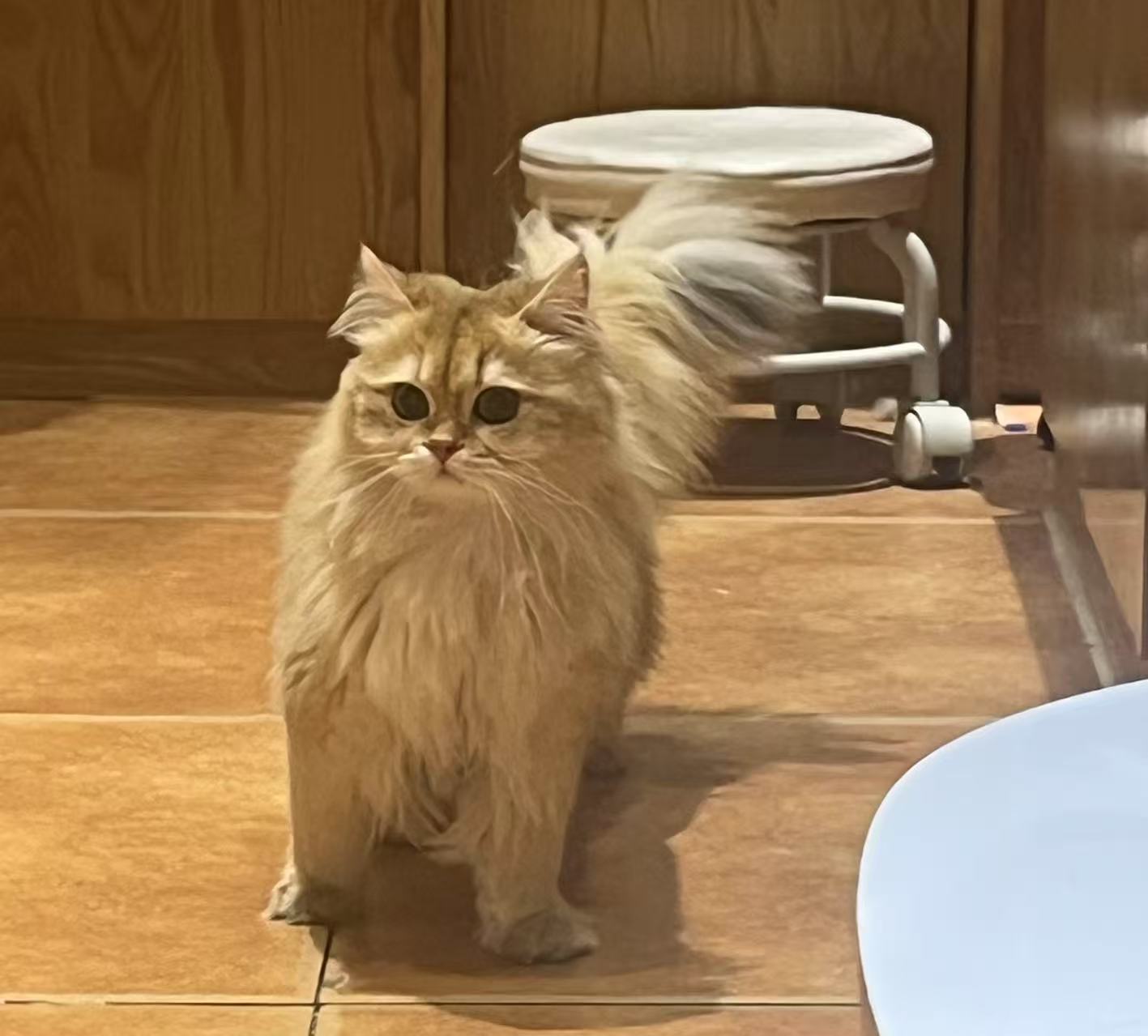 Liang Yan profile photo